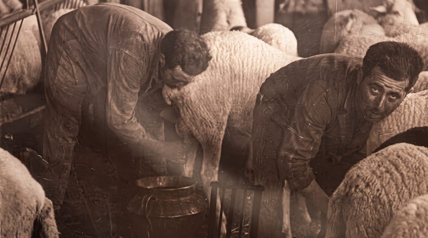 Fotografía antigua del ordeño a mano de las ovejas de la familia Pulido