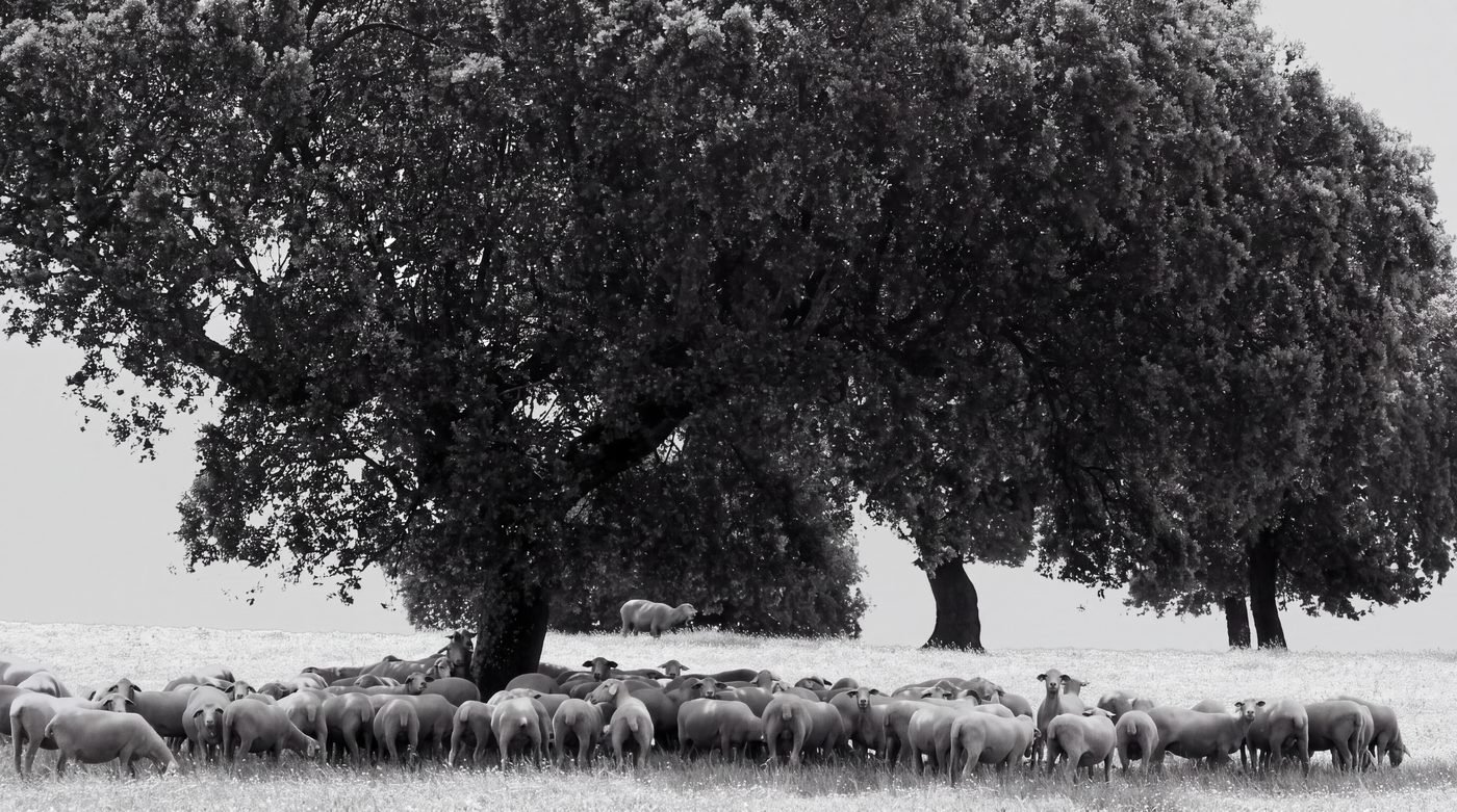El rebaño de ovejas descansando bajo la encina de la finca El Monte Pulido